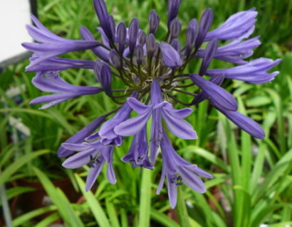 Agapanthus ‘Navy Blue’ (grote pot) - Afrikaanse lelie, tuberoos