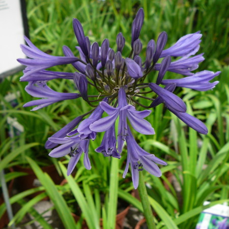 Agapanthus ‘Navy Blue’ (grote pot) - Afrikaanse lelie, tuberoos