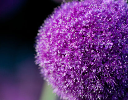 Allium giganteum (grote pot) - sierui