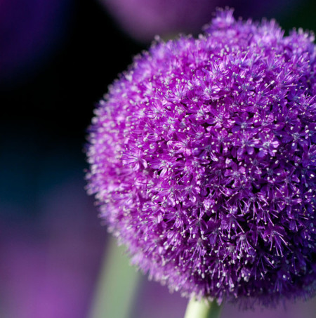 Allium giganteum (grote pot) - sierui