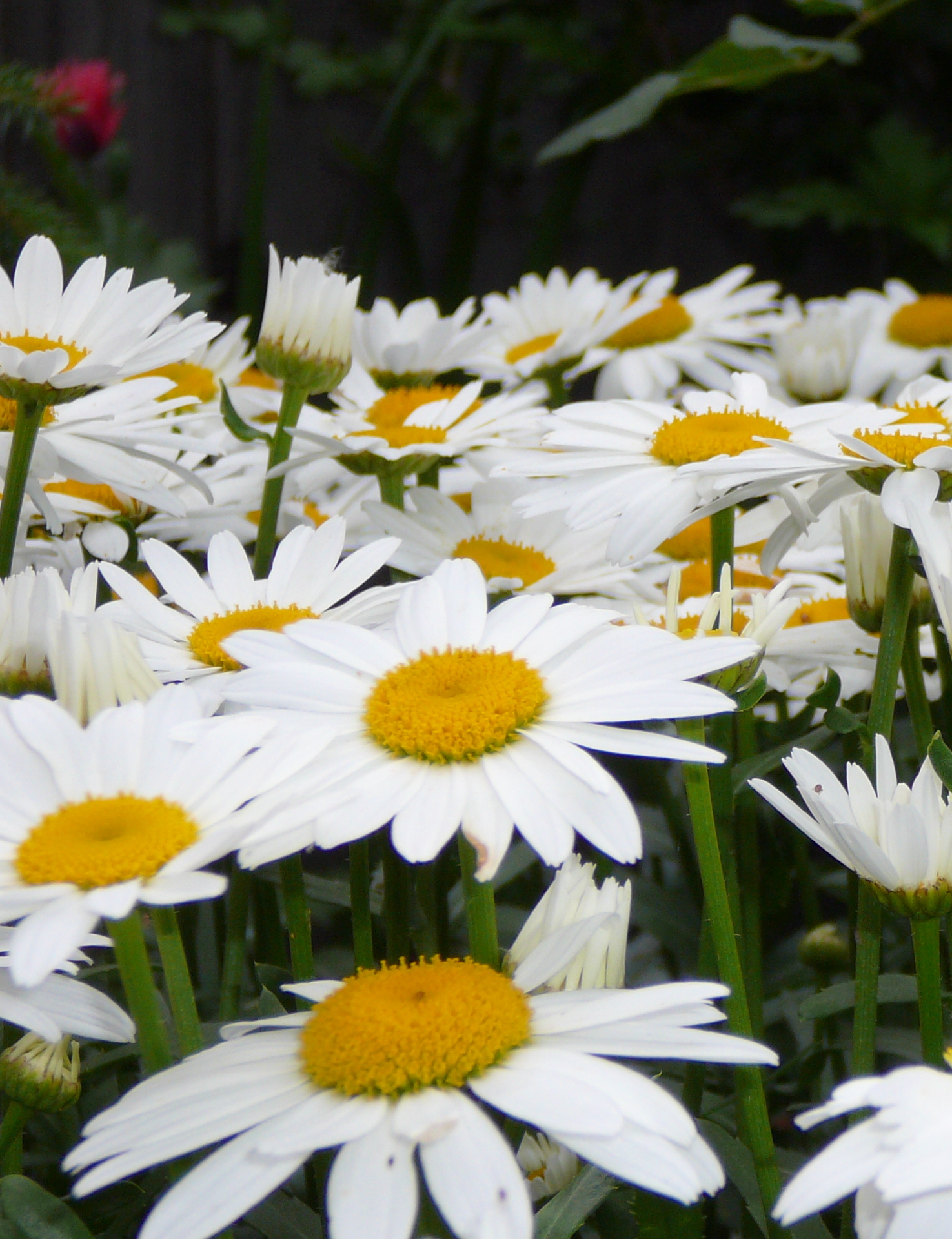 Chrysanthemum 'Snow Lady'