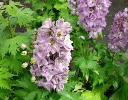 Delphinium (MF) ‘Pink Shades’ (grote pot) - ridderspoor