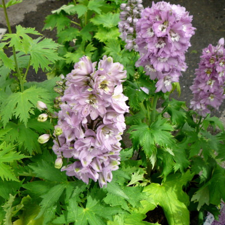 Delphinium (MF) ‘Pink Shades’ (grote pot) - ridderspoor