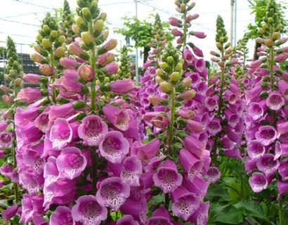 Digitalis purpurea ‘Purple’ (grote pot) - vingerhoedskruid