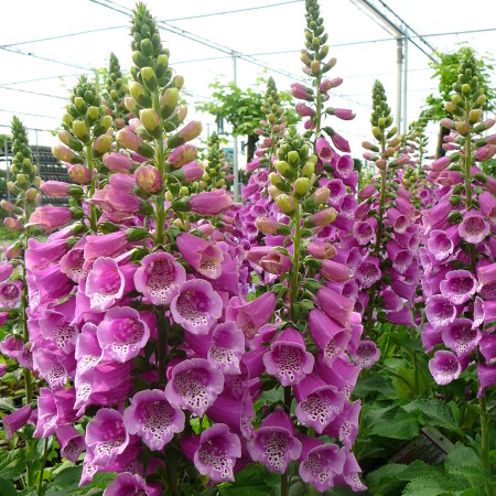 Digitalis purpurea ‘Purple’ (grote pot) - vingerhoedskruid