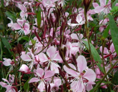 Gaura lindheimeri ‘Siskiou Pink’ - prachtkaars