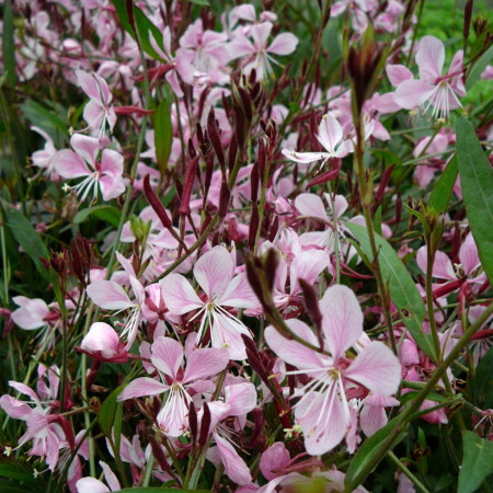 Gaura lindheimeri ‘Siskiou Pink’ - prachtkaars