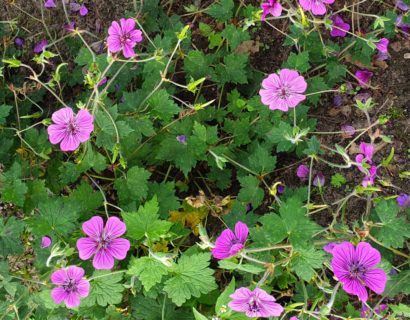 Geranium ‘Pink Penny’ (grote pot) - ooievaarsbek