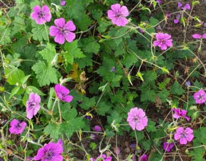 Geranium ‘Pink Penny’ (grote pot)