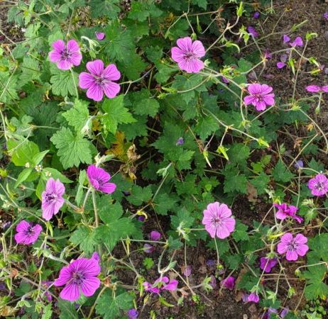 Geranium ‘Pink Penny’ (grote pot) - ooievaarsbek