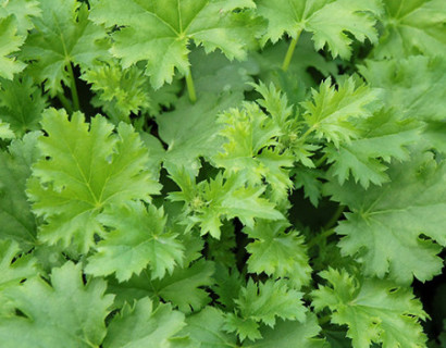 Heuchera ‘Apple Crisp’ pot 2 liter - purperklokje