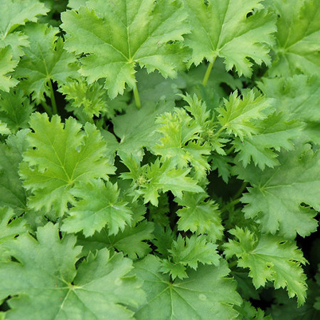 Heuchera ‘Apple Crisp’ pot 2 liter