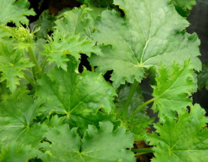 Heuchera ‘Apple Crisp’ - purperklokje