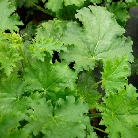Heuchera ‘Apple Crisp’ - purperklokje