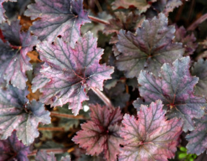 Heuchera ‘Frosted Violet’ (grote pot) - purperklokje