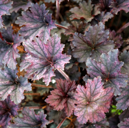 Heuchera ‘Frosted Violet’ (grote pot) - purperklokje