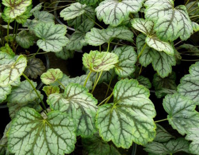 Heuchera ‘Green spice’ (grote pot) - purperklokje