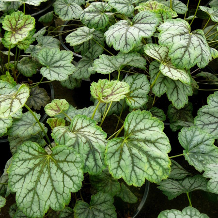 Heuchera ‘Green spice’ (grote pot) - purperklokje