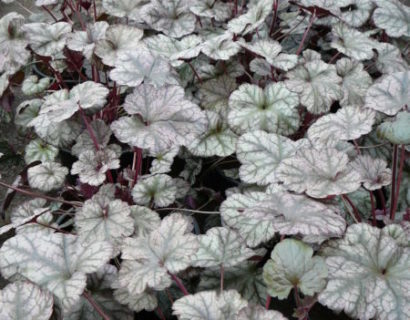 Heuchera ‘Silver Scrolls’ (grote pot) - purperklokje