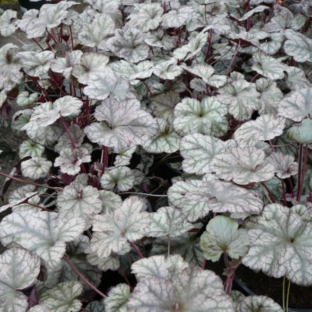 Heuchera ‘Silver Scrolls’ (grote pot) - purperklokje