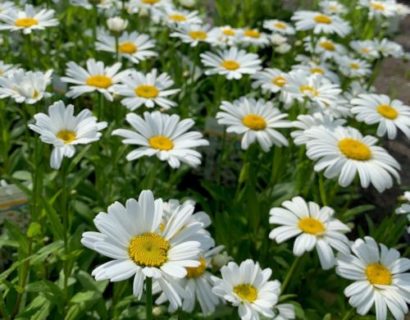 Leucanthemum ‘Snow lady’ (grote pot) - margriet