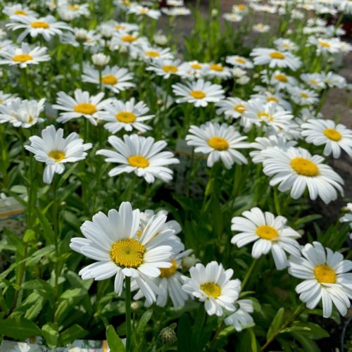 Leucanthemum ‘Snow lady’ (grote pot) - margriet