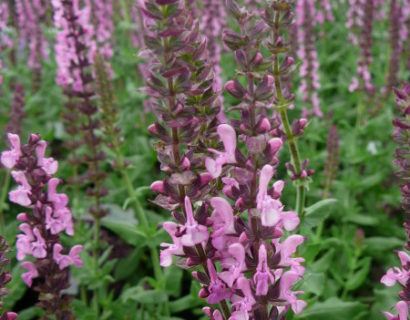 Salvia nemorosa ‘Deep Rose’ (grote pot) - salie