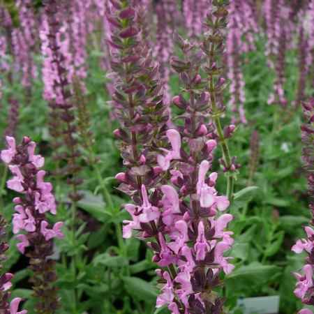 Salvia nemorosa ‘Deep Rose’ (grote pot) - salie