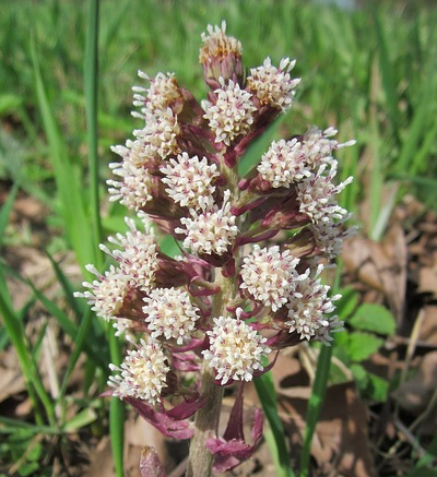 Petasites hybridus (grote pot) - groot hoefblad
