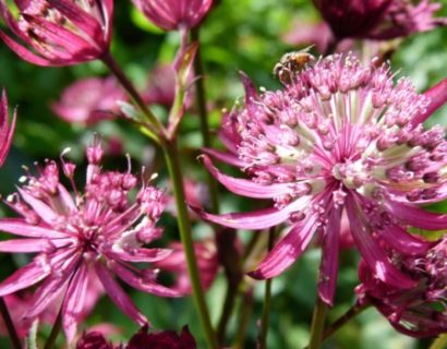 Astrantia major ‘Moulin Rouge’ (grote pot) - zeeuws knoopje