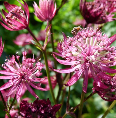 Astrantia major ‘Moulin Rouge’ (grote pot) - zeeuws knoopje