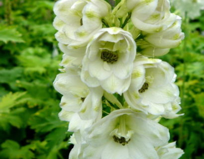 Delphinium (MF) ‘White’  (grote pot) - ridderspoor