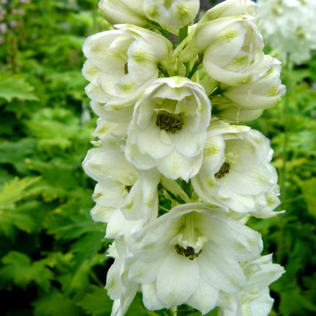 Delphinium (MF) ‘White’  (grote pot) - ridderspoor