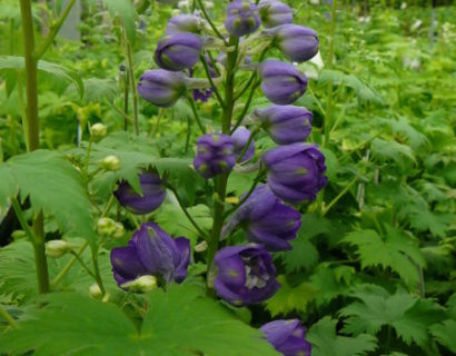 Delphinium (MF) ‘Dark Blue’ (grote pot) - ridderspoor