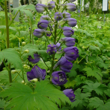 Delphinium (MF) ‘Dark Blue’ (grote pot) - ridderspoor