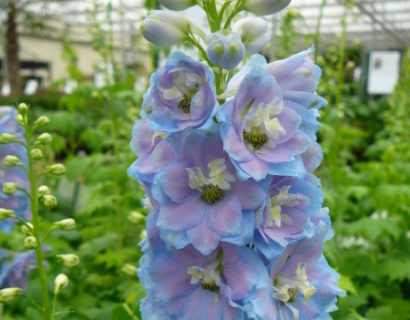 Delphinium (MF) ‘Sky Blue’  (grote pot) - ridderspoor