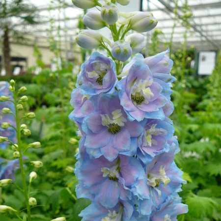 Delphinium (MF) ‘Sky Blue’  (grote pot) - ridderspoor