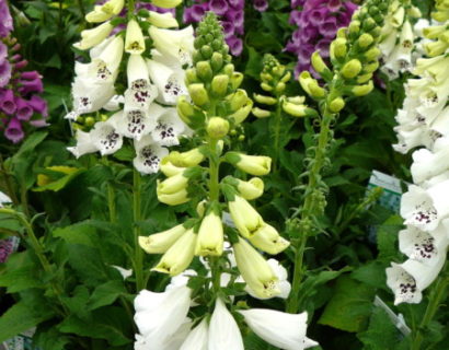 Digitalis purpurea ‘Alba’ - vingerhoedskruid