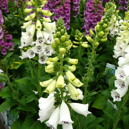 Digitalis purpurea ‘Alba’ - vingerhoedskruid