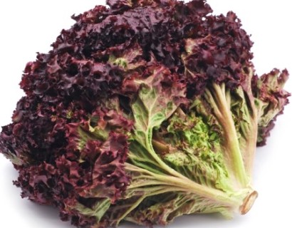 Sla lollo rossa -