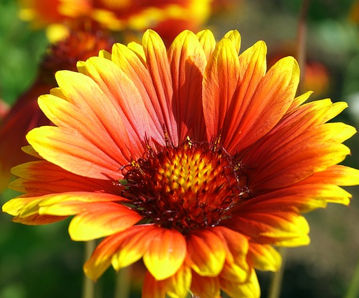 Gaillardia aristata ‘Arizona Sun’  (grote pot) - kokardebloem