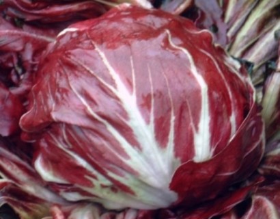 Radicchio - 