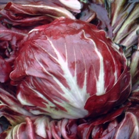 Radicchio - 