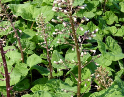 Petasites hybridus (grote pot) - groot hoefblad