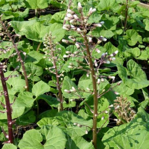 Petasites hybridus (grote pot) - groot hoefblad