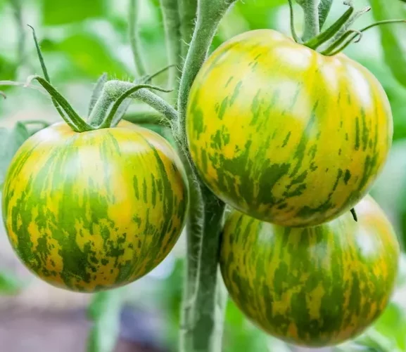 Green zebra tomaat - 