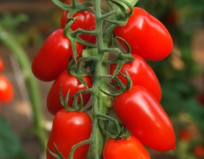 Snack tomaat - Yacon, appelwortel