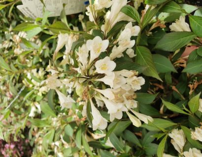 Weigela florida ‘Black and White’ - weigela