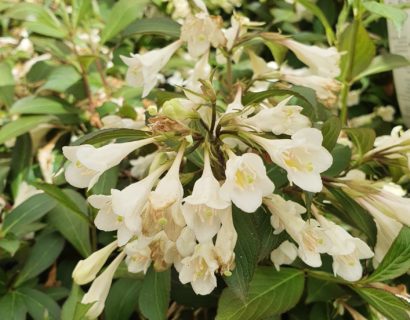 Weigela florida ‘Black and White’ - weigela