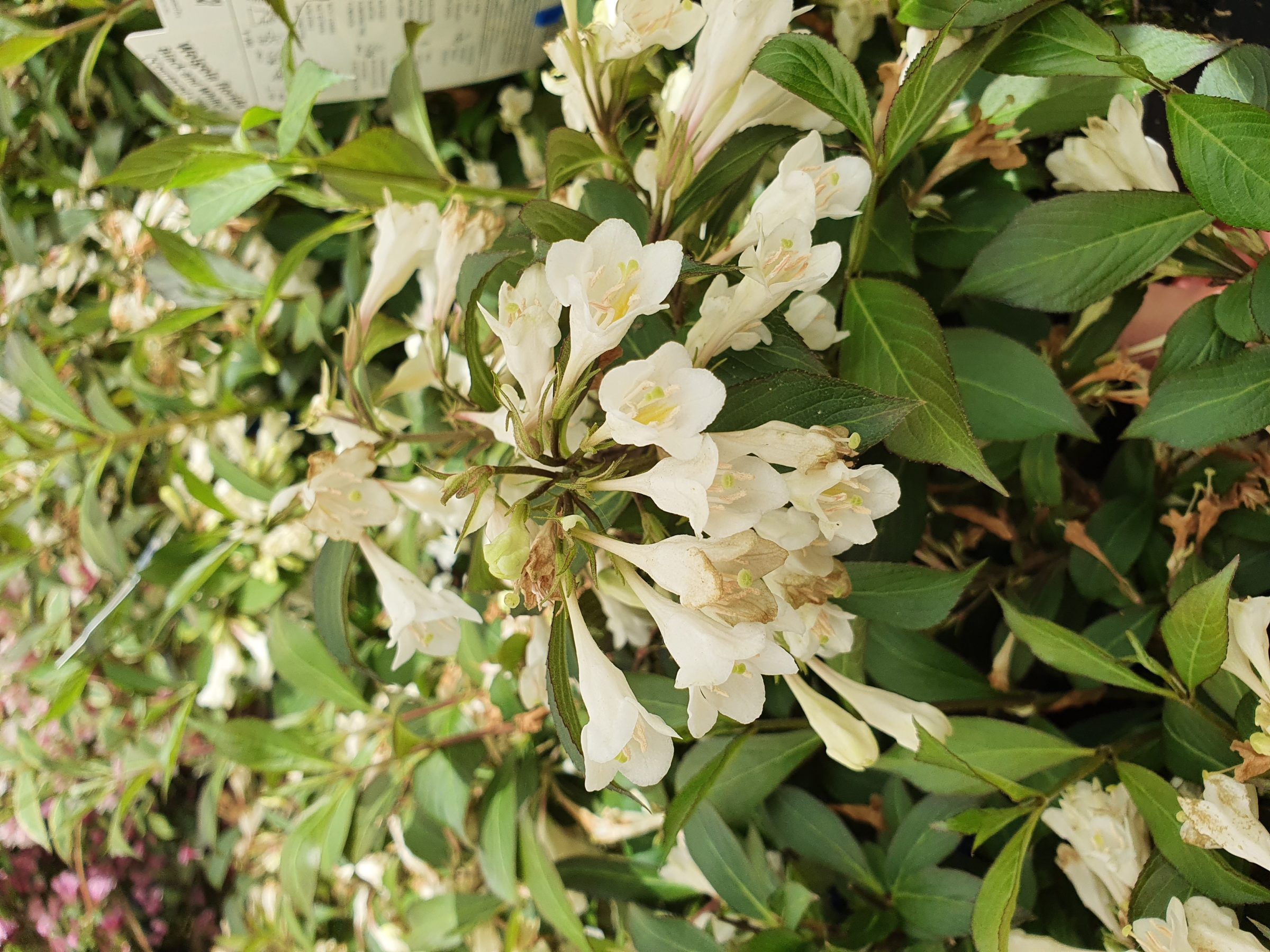 Weigela florida ‘Black and White’ - weigela